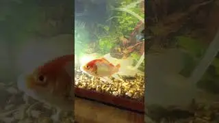 Aquarium Sederhana dan Indah