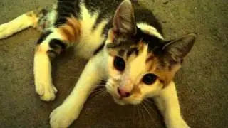 Kitten Camera Shy
