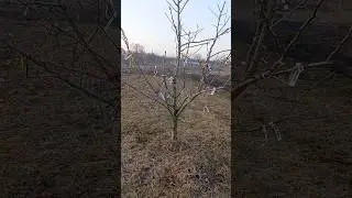 Мульти сортовая груша