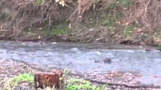 Otters on the Rea Brook