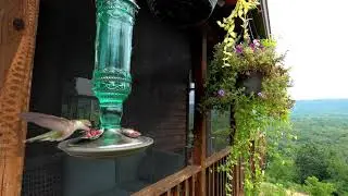 Hummingbird in Slow Mow June 24th, 2021
