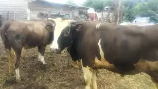 Случка КРС