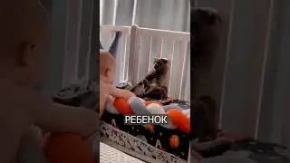 кот притворился игрушкой, чтобы его не взял играть маленький ребенок  