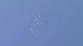 Пермские и свердловские голуби.