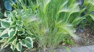 Декоративные злаки: Лисохвост луговой, Ячмень гривастый, Фалярис.