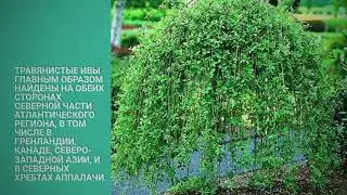 #факты о деревьях. А Вы знали?