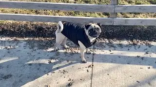 Pug Visits Dog Park for the First Time