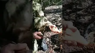 Сморчки - массовый выход весной 2024 