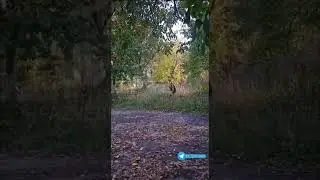 Лопата друг солдата