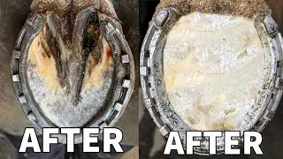 Satisfactory complete restoration of horse hooves | SATISFYING HOOF RESTORATION