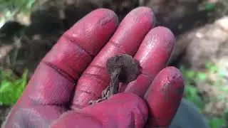 лесной коп