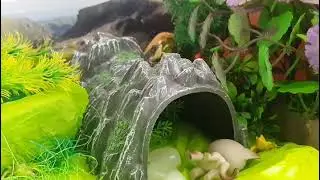 Спящая красавица lps клип (polnalyubvi)