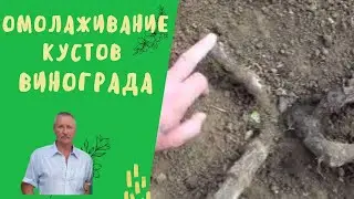 Часть 1. Омолаживание виноградных кустов