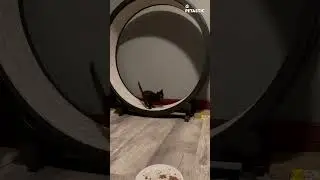 Kitten's Workout Routine | Adorable! 🏃‍♀️🐈