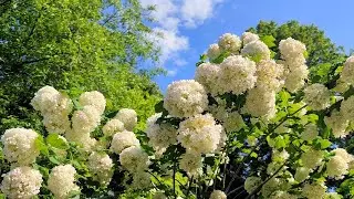 🌿Как вырастить Красивую Калину Бульденеж