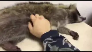Енотик нежится