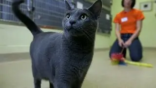 Northeast Animal Shelter: Cats