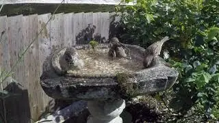 Sparrows bathing