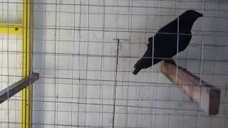 Галка, дружит с кошками.