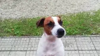 Guardate il cane che fa! Fa troppo ridere!