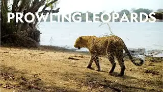 Prowling Leopards | Musekese Conservation