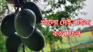 aje amm khalu dei || vairel video amm|| 🥭🥭🥭🥭🥭|| @ReemaDoley
