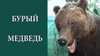 Омский Краеведческий музей. Медведь в проекте Музеи Сибири.045