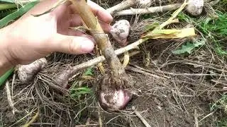 ЧЕСНОК ЛЮБАША ЦЕНА  НА  18 ИЮЛЯ  !!