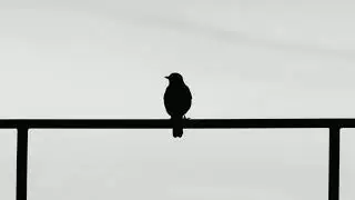 Ervah-ı Ezel Fon Müziği