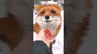 Очень хитрая лиса