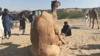 Camel Natural Mating Behavior | Educational Documentary