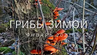 ГРИБНОЙ СЕЗОН 2023 ГОДА ОТКРЫТ! Грибы зимой! Фламулина растет там, где не ожидали!