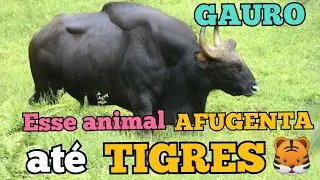 GAURO| A MAIOR ESPÉCIE DE BOVINO SELVAGEM DO MUNDO.