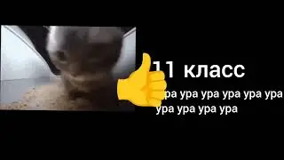 в каком классе (курсе) ты учишься?
