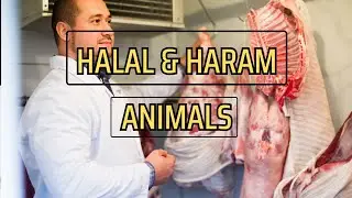 Halal and Haram Animals | Halal and Haram Meet   | Top Earth