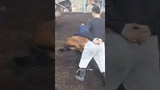 АСАУ ҮЙРЕТУ.  БАЛУАН
