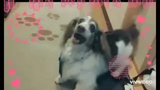 16歳の高齢犬。元気にボール遊びをしたあとは大好きなママの足を舐めてます。