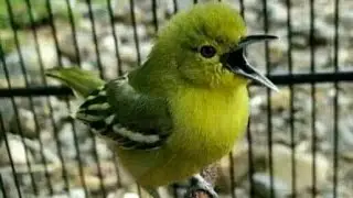 Burung Sirtu Gacor!