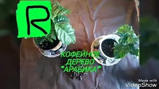 Кофейное дерево "Арабика"