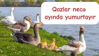 Qazlar necə ayında yumurta verir ❓ Və necə günə bala Çıxır ❓ Hansı qazlar Kürt yatır ❓