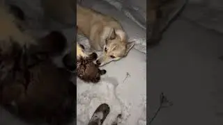 Волкособ 