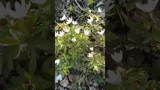 Привет из Сибири💚Ехали в Новосибирск, захватили Алтай. Оживает природа! ☺ А какая погода у вас?