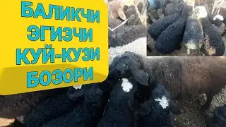 Баликчи эгизчи куй-кузи бозори. Sifatli egiz qo'y qo'zi. Edilbaylarni daxshati.