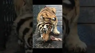Tiger 66