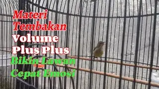 Konin Ijoan Gacor Materi Tembakan , Volume Plus Plus Sangat Cocok Untuk Merangsang Konin Emosi