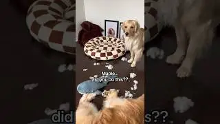 Puppy has no remorse for what she did 👹 #dogshorts #goldenretriever #dogs #puppy #puppies #shark