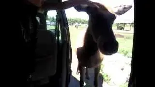 Parc safari au québec 7 août 2012 part 8