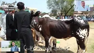 Champion Ch Daweed Masood Gujjrat Punjab.