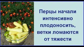 Мои кусты усыпаны крупными перчиками. Как я этого добилась