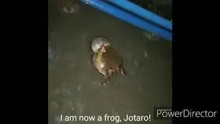 Frog Jotaro vs Frog Dio